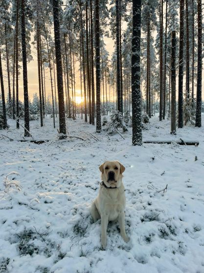 TERVETULOA - WELCOME