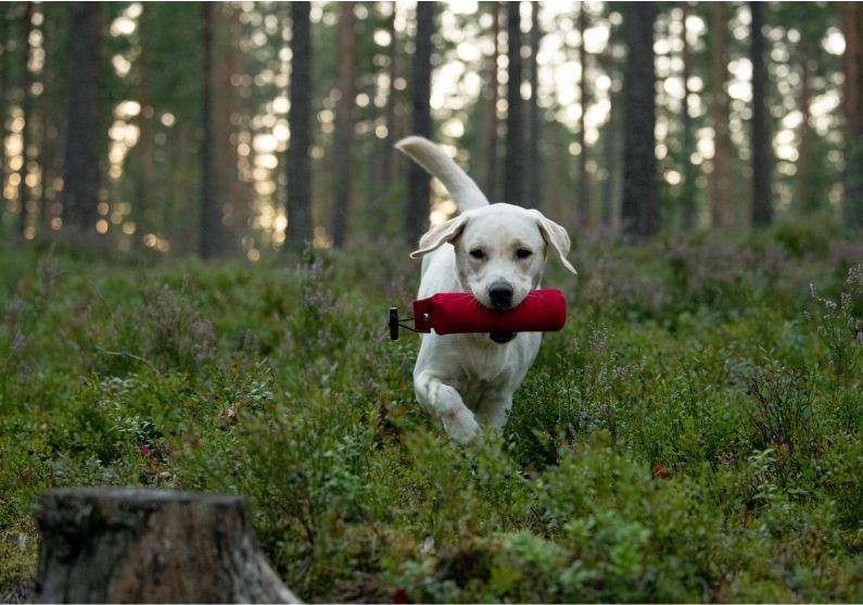 copyright milja holl&auml;nder