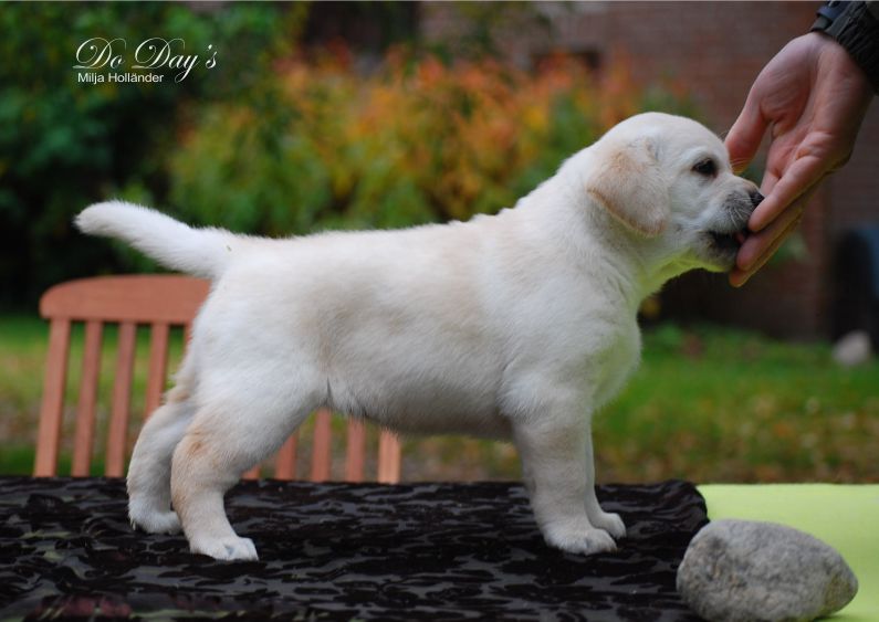 copyright milja holl&auml;nder