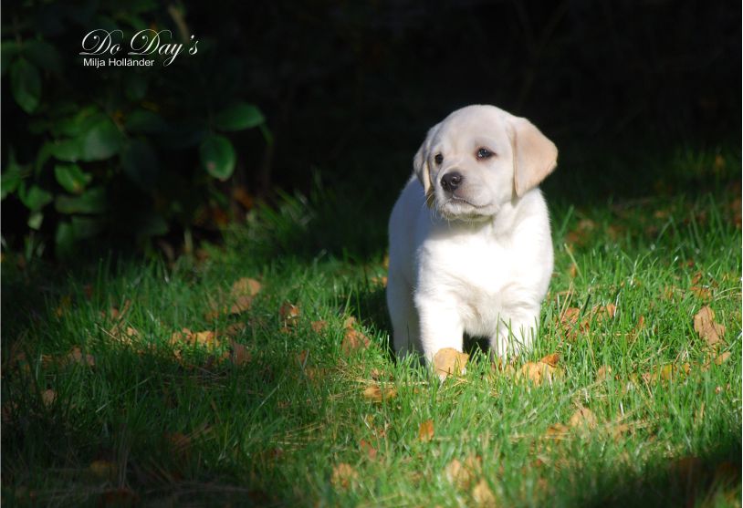 copyright milja holl&auml;nder