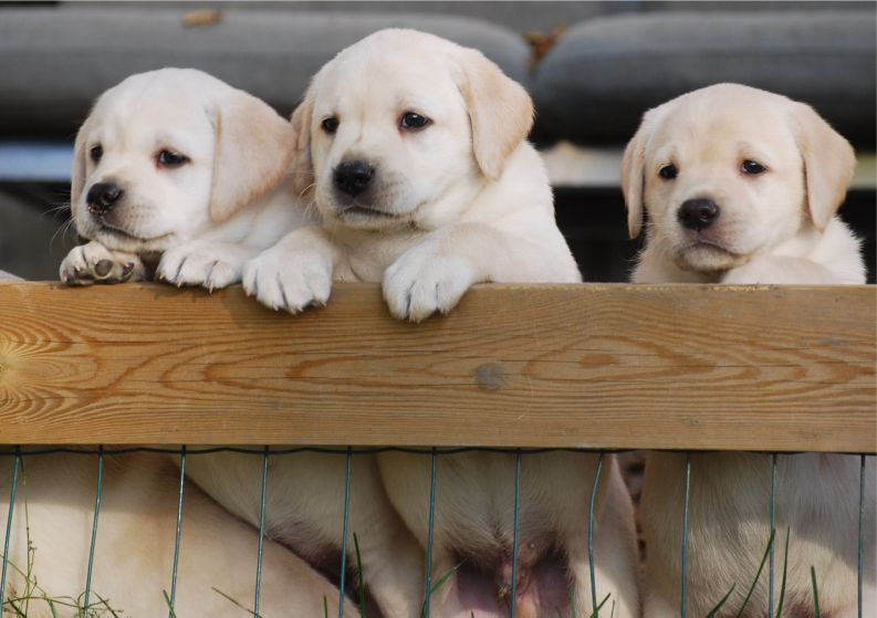 copyright milja holl&auml;nder