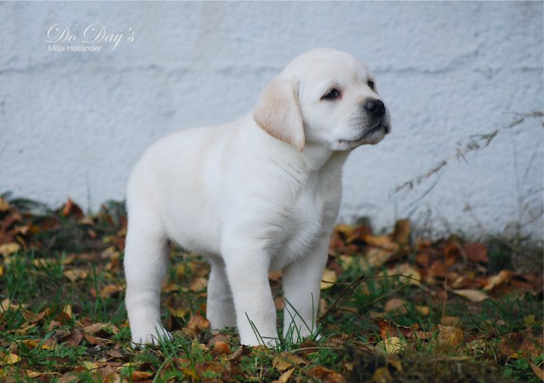 copyright milja holl&auml;nder