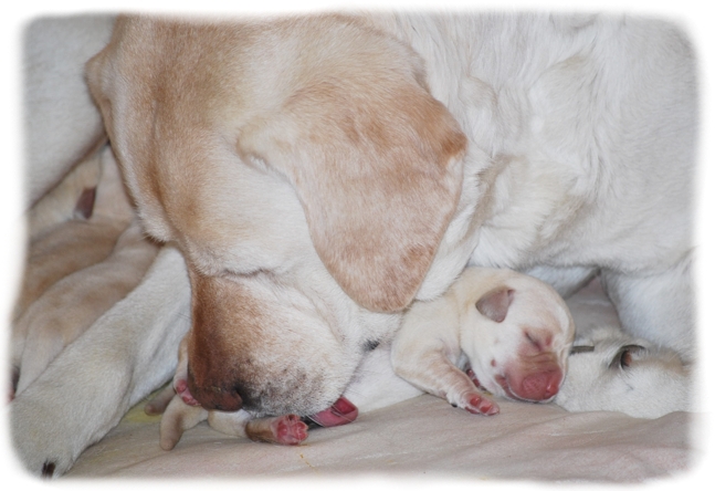 copyright milja holl&auml;nder