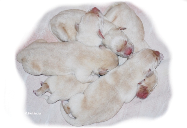 copyright milja holl&auml;nder