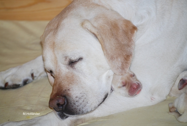 copyright milja holl&auml;nder