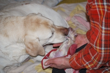 copyright milja holl&auml;nder